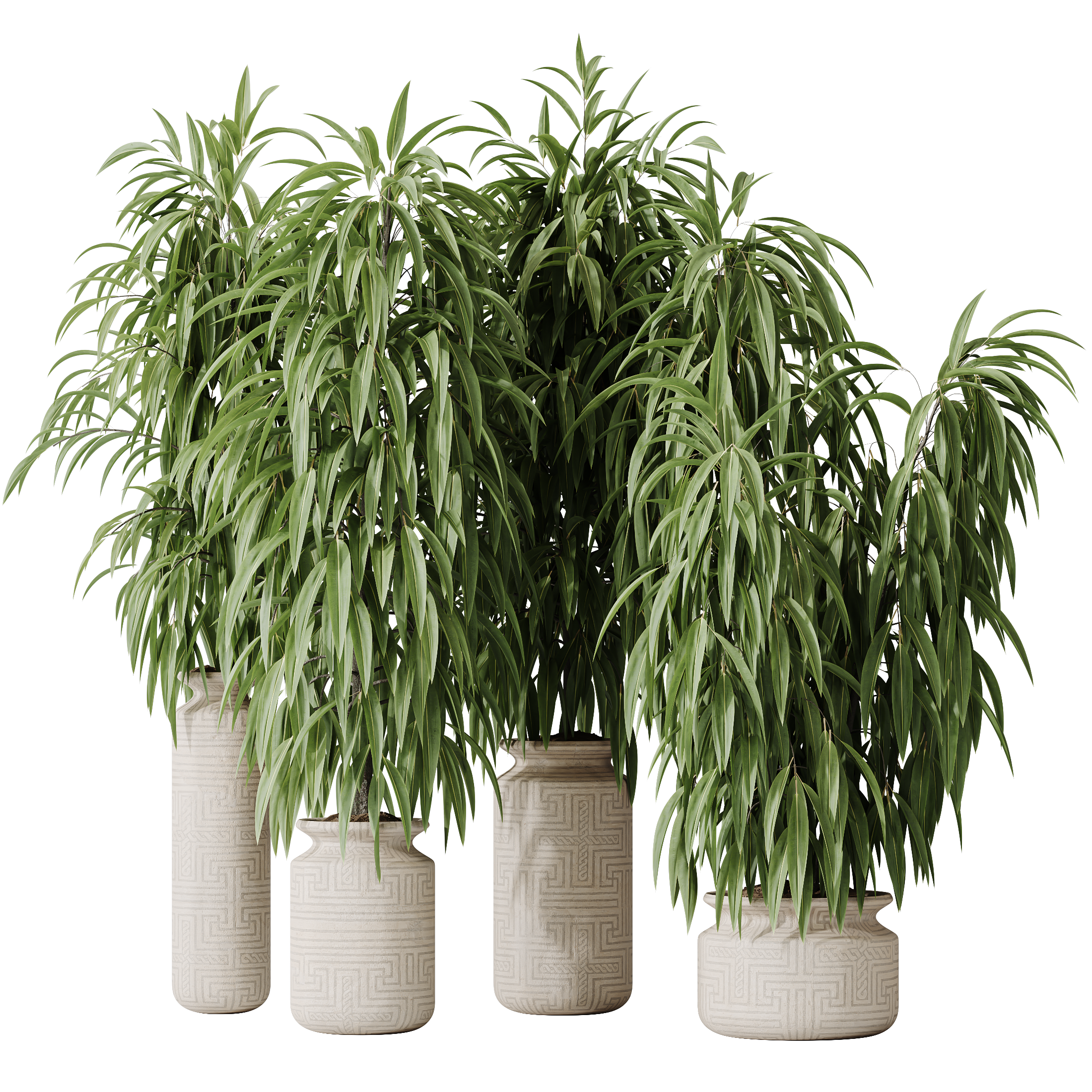 HQ HousePlants Huge Ficus Binnendijkii Alii Maclellandii Braid Set02